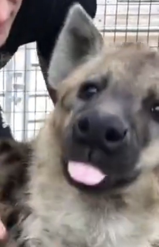 Eat, Sleep, Hyena, Repeat.