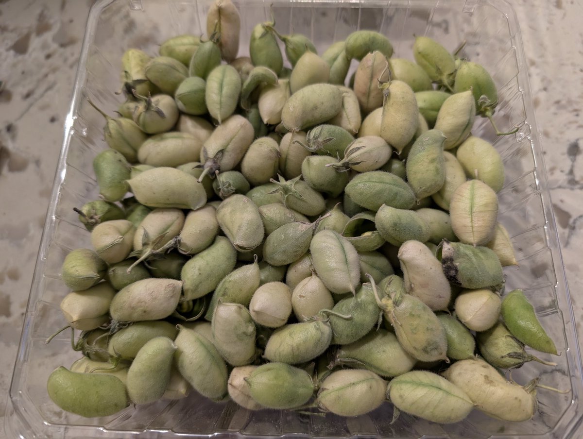 I was yesterday years old when I first saw garbanzo beans in the pod/shell.