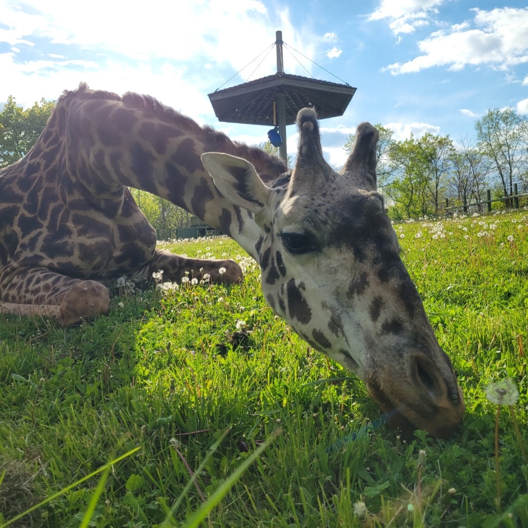 2026 has begun in the most heartbreaking way with the sudden and tragic loss of Kiko, a beloved 13-year-old male Masai giraffe. 

Read more, as we remember and honour Kiko – a magnificent giraffe who touched so many hearts ⬇️
bit.ly/4qEtRhm