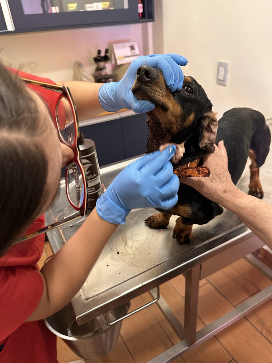 Unicornio Misántropo. tweet media