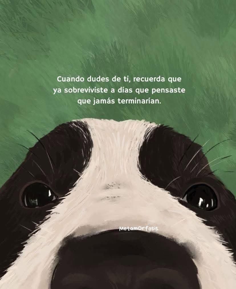 Dilo con perritos (@diloconperritos) on Twitter photo 