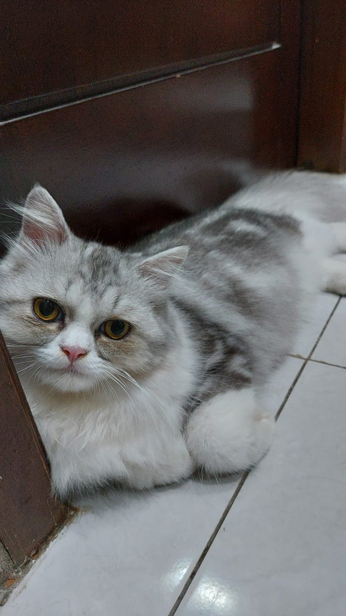 zara bukan toko tweet media