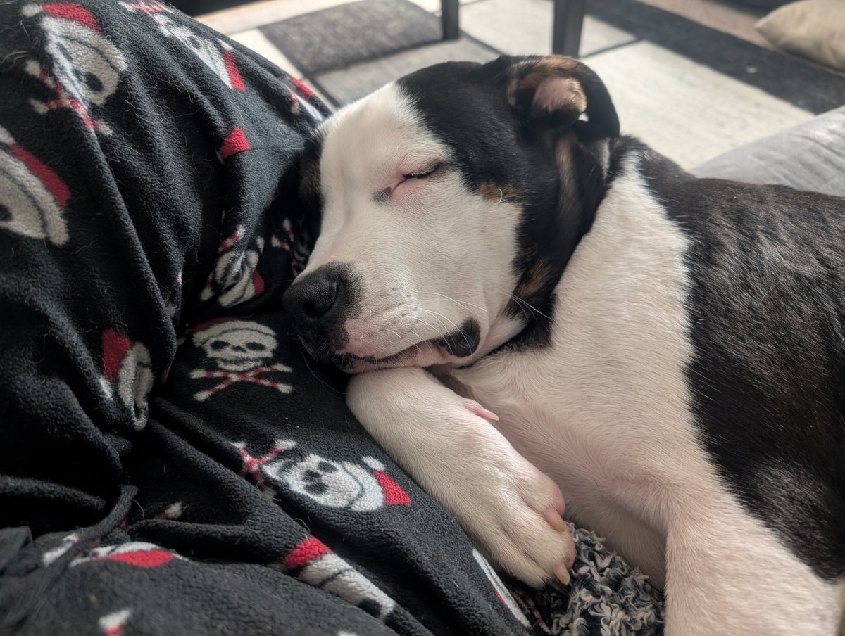 Mirai-Vegeta (RIP Toriyama-sensei)🇺🇸 tweet media