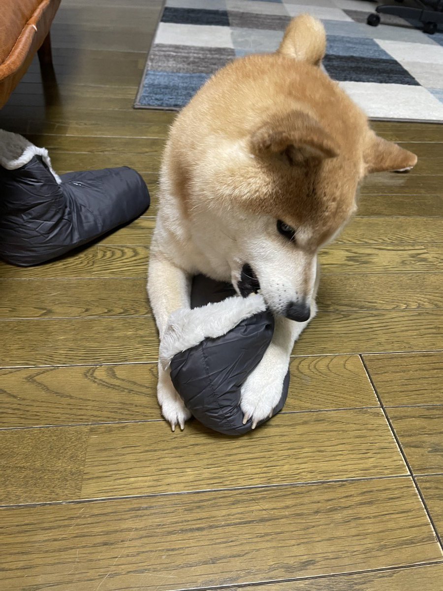 もふもふ具合をチェックする柴犬 #柴犬が好きすぎるで使っていいよ