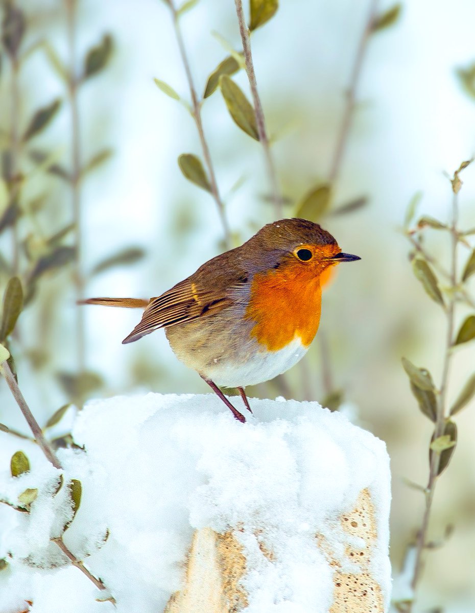 Karlı bir sabah / Adıyaman 2025 

instagram.com/p/DTBCVXdjOjM/…