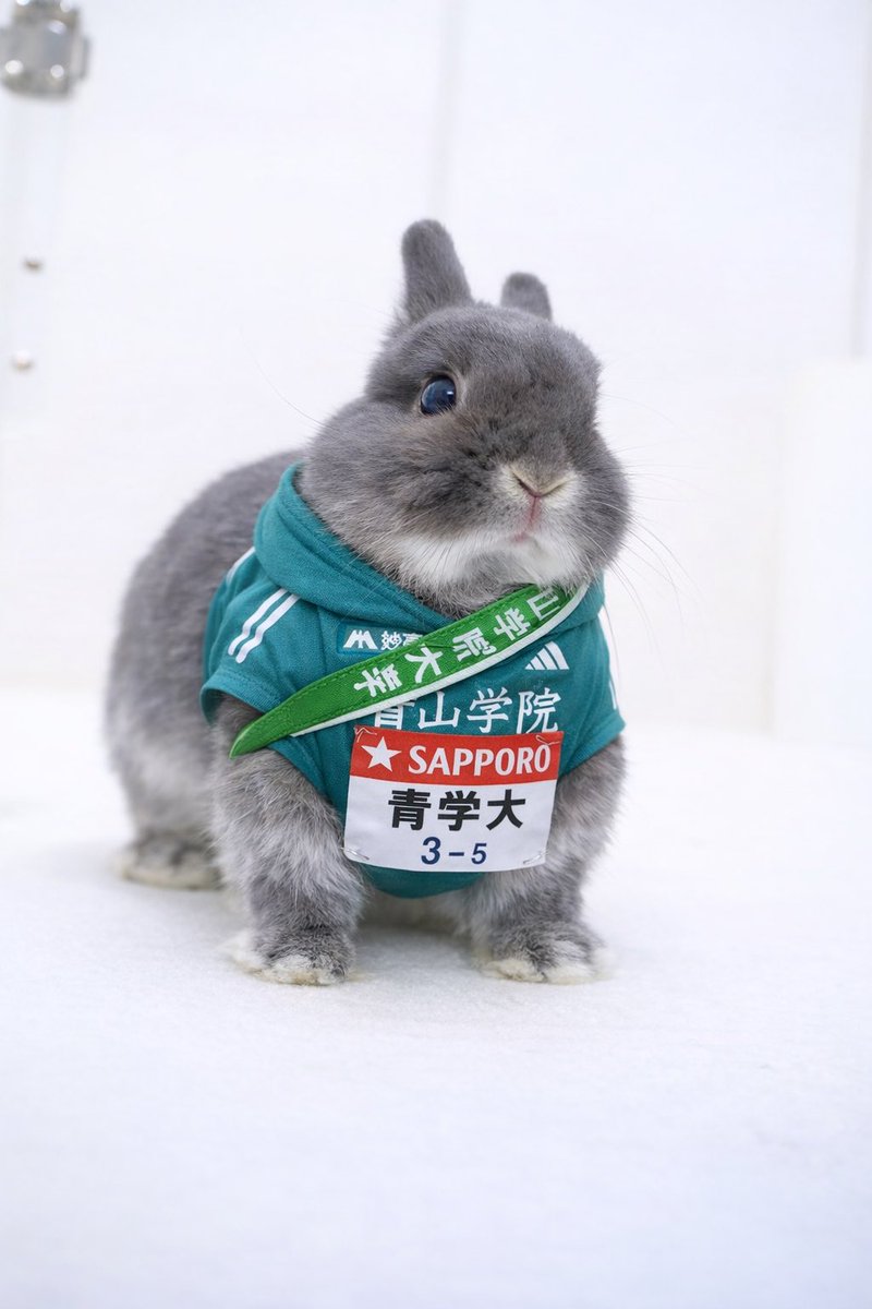 うさぎのびび tweet media