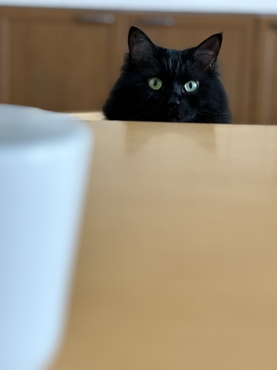 長毛黒猫全員クローン？説@ppgj (@Ppgj13Ppgj) / Posts / X