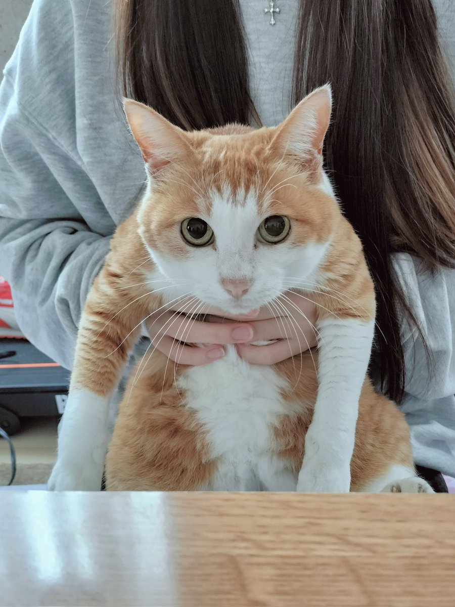 きゅーまる🐈‍⬛(二度寝率たかし) (@jzx90_taka_spl) / Posts / X