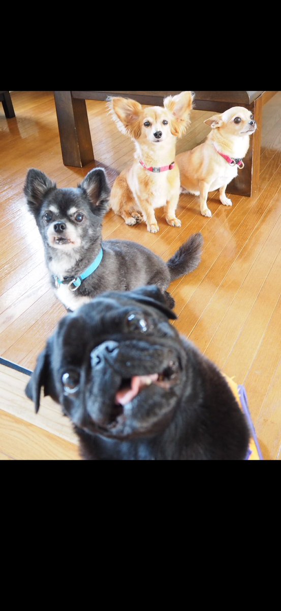 はなこ🐕おじいパグワンコと同居中🐾 tweet media