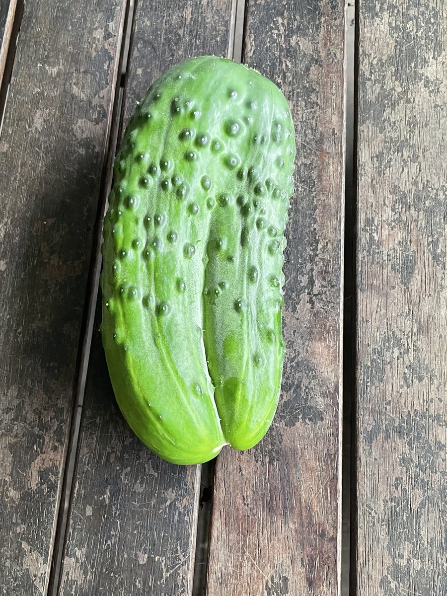 Who knew cucumbers could be twins