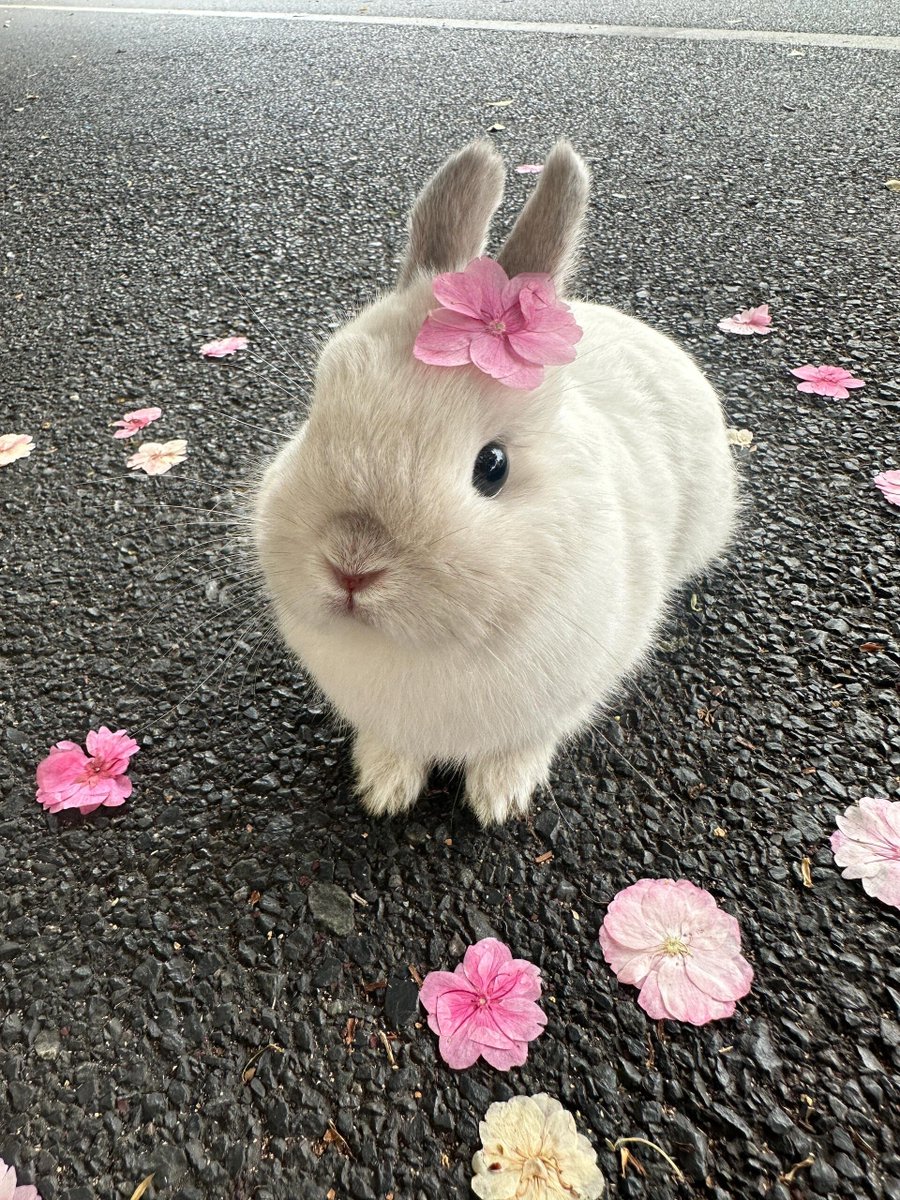 _dhianh's tweet photo. A little fluff and a lot of flower power. 🐰✨ https://t.co/QMGDR3voRe