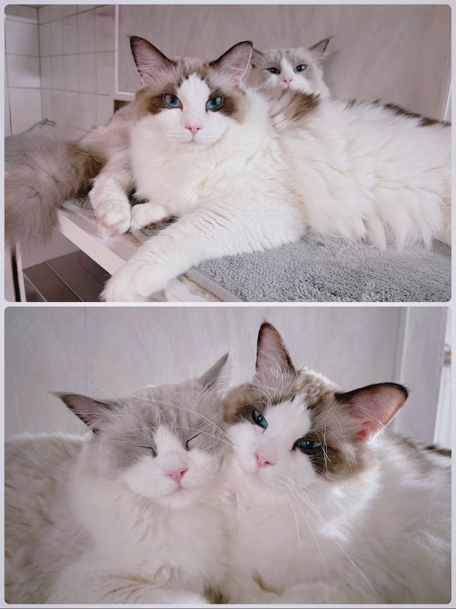 今年も兄弟で仲良しの
蔵馬💞飛影💞です🥰

#ラグドール 
#猫のいる暮らし
#猫好きさんと繋がりたい