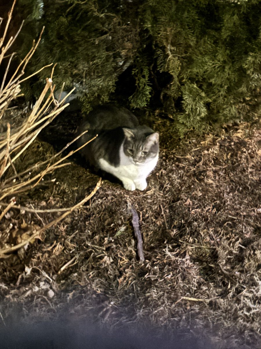 bethany___c's tweet image. hi ! :3