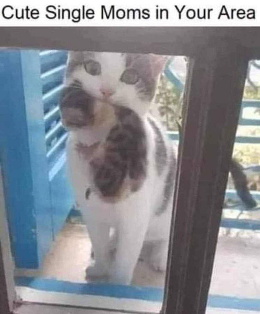 smol silly cat (@catsillyness) on Twitter photo 