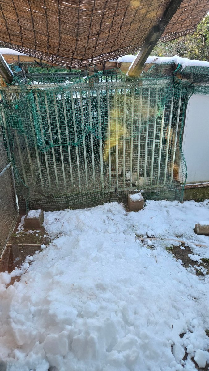 ハクです。 WMNS) adidas ZX 2K Boost 2.0 'Halo Mint' GZ7826