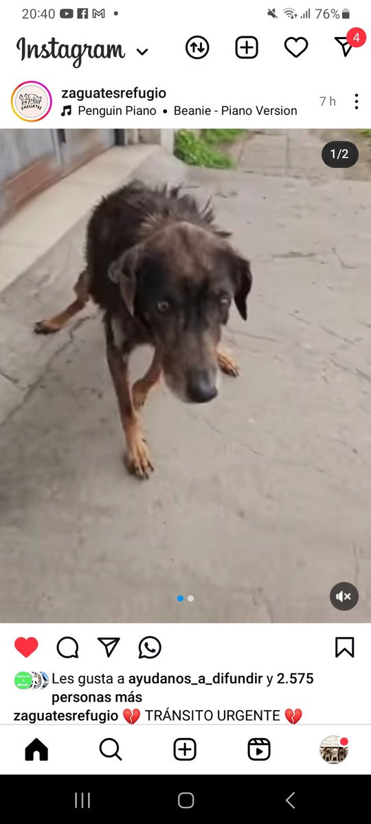 ComoNoAdorarlos's tweet image. RAMONA ESTÁ EN LA CALLE.. 🥺🙏🙏🙏 ALGUIEN QUE LA RECIBA URGENTE💔 Prov Bs As👉 tel 1169761998
https://www.instagram .com/p/DTA4yv2FW0F/?igsh=MWxidXg5dmdnZjJubA==