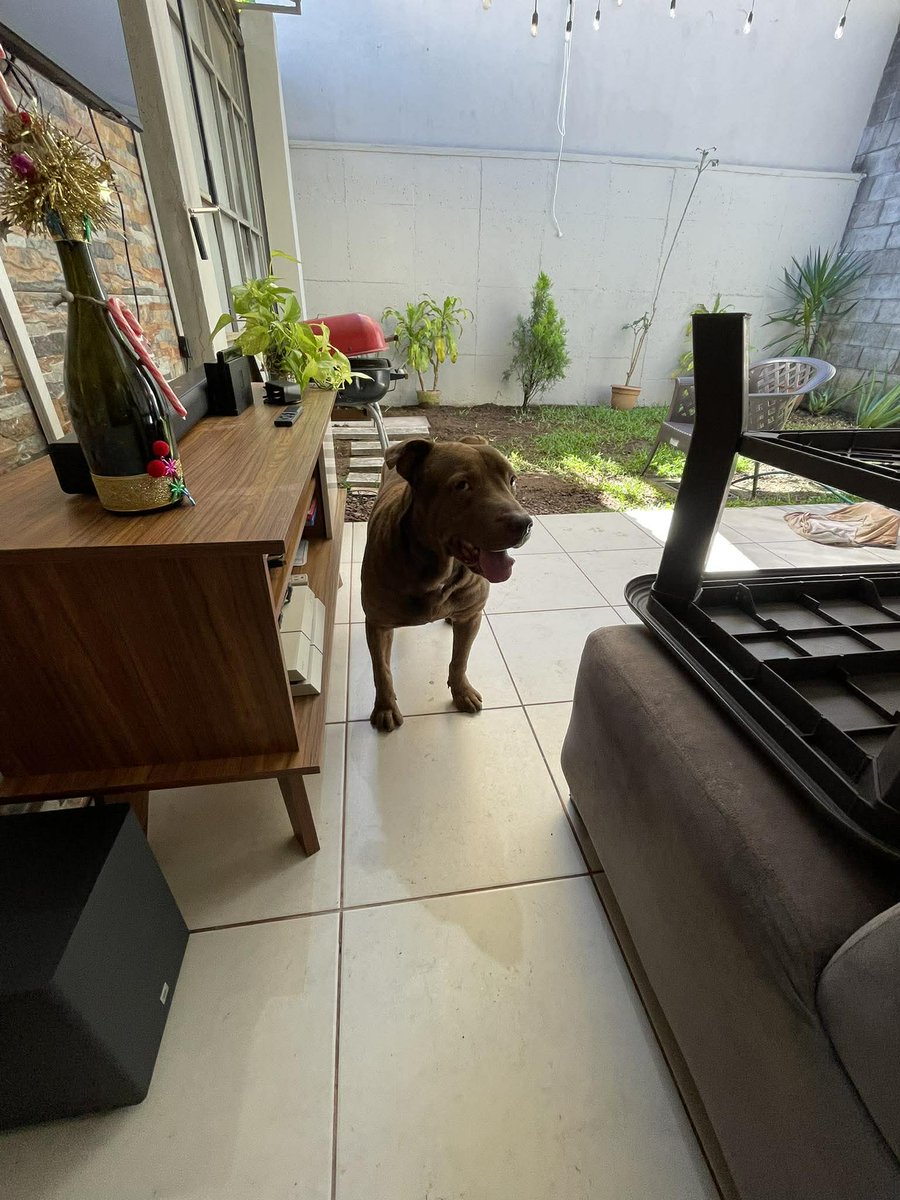 SERVICIO SOCIAL✅️
SE BUSCA A SU FAMILIA ‼️‼️‼️
Hola buenos días me ayudan, publicando el dia de ayer rescate a este Pitbull color café en la zona de la Miralvalle justo por el pollo real, dejo mi numero de contacto 7421-4185