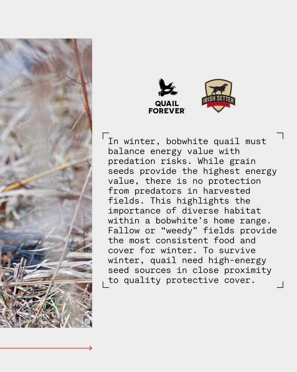 Quail Fact Friday!

In winter, bobwhite quail must balance energy value with predation risks. While grain seeds provide the highest energy value, there is no protection from predators in harvested fields. This highlights the importance of diverse habitat within a bobwhite's home