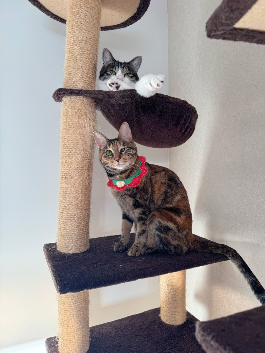 おはようー！！

今日は朝シェルターでLive配信するからお時間ある人は遊びに来てね🐈✨
9時半から10時の間に配信スタートします！

tiktok.com/@animal_family…