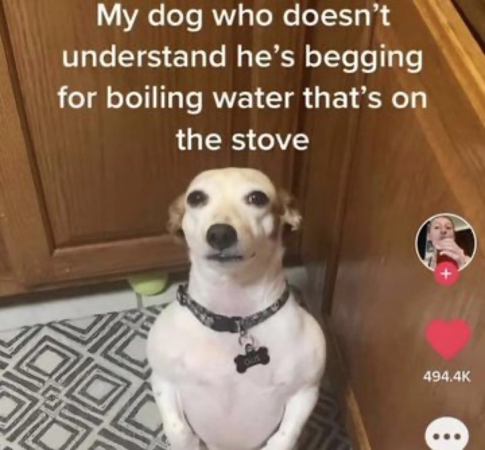 every time a fstwt post goes viral and all the replies are “omg how do i get into figure skating”