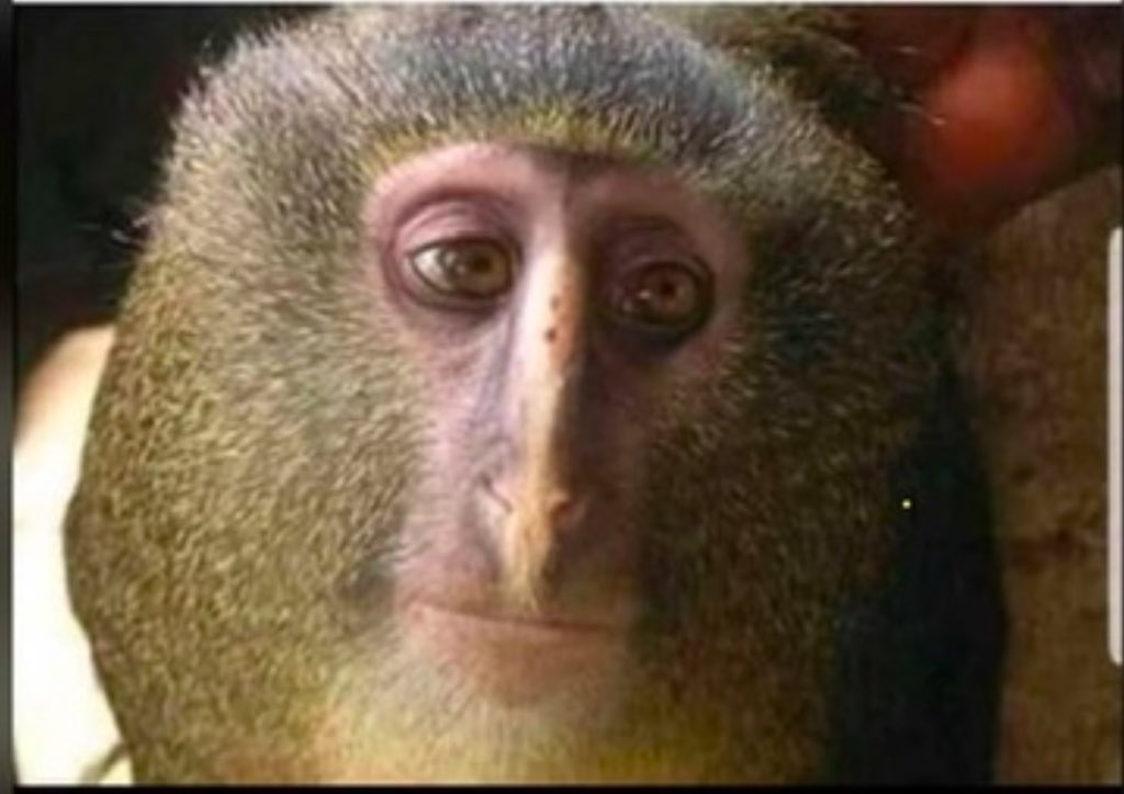 A Somalilander’s face when you’re trying to reason with them but they already made up their mind🤣

 #somaliland #somalia