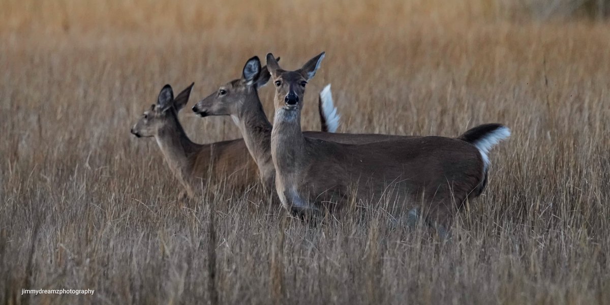 Jimmydreamsmb's tweet image. Tonight at dusk at the  park this lady saw me &amp;amp; said hi handsome🤣&amp;amp; of course she posed beautifully💝
#WildlifeInAction #havingfun @SC_State_Parks @EmmaScott @BertosDad @JocAPhotography @openshutter21 @jaythegrumpy @AMAZlNGNATURE @TorontoBlonde @lunacat1_m