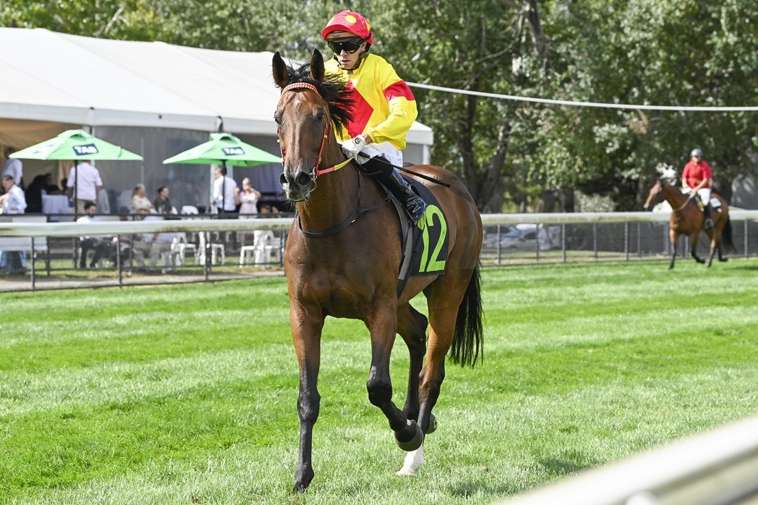 “We’ve done a lot of work over jumps and on bush tracks and he’s been really good.”

A sea change has done wonders for Zouatica and co-trainer Matt Jones hopes it shows as the top weight eyes a second Moruya Cup win on Monday. 📸 <a href="/Bradley_Photos/">Bradley Photos</a> 

STORY: tinyurl.com/5bcthy6c