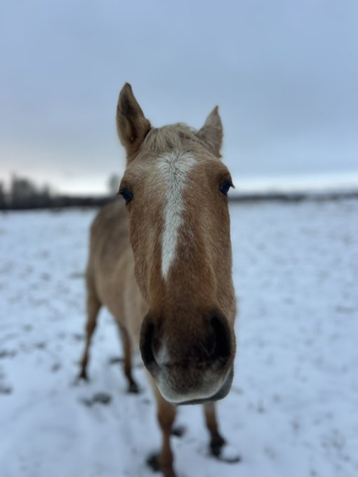 horsy