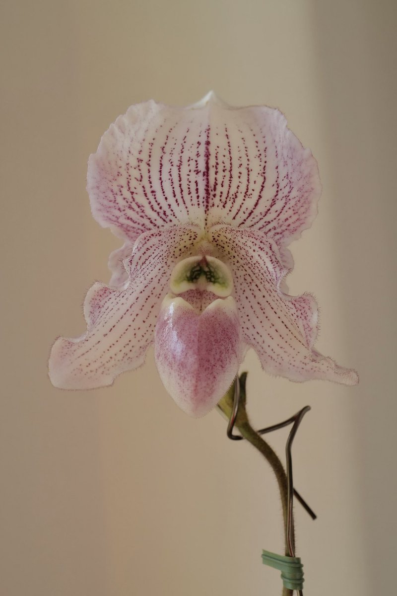 yu (@3mimolette) / Posts and Replies / X