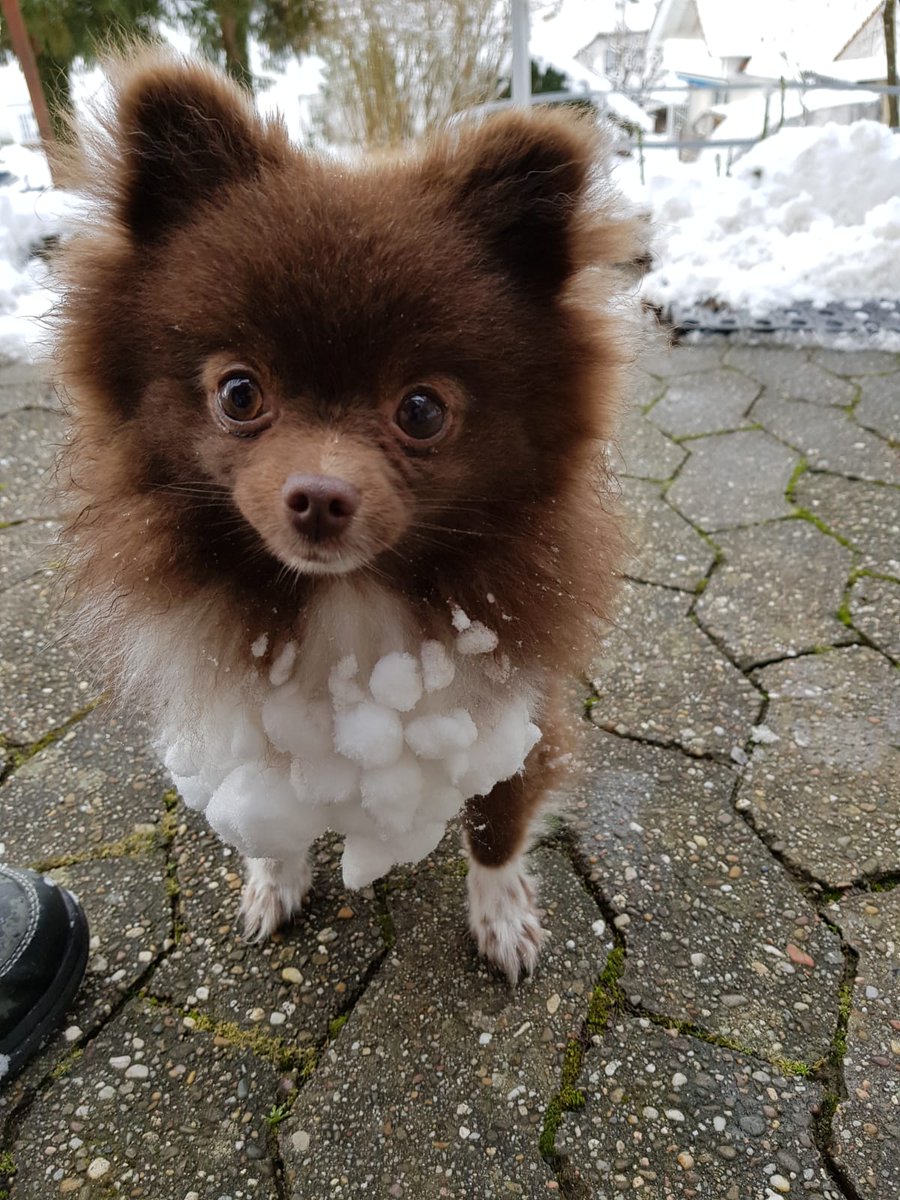 🐻 ich hab extra ein paar Schneebälle im Fell versteckt, um meine Schwester unterm Bett abzuwerfen, aber das böse Frauchen hat mir alle geklaut 😒.
Dabei hatte ich die viel besser versteckt als auf dem Bild (damals war ich noch jung und unerfahren)!