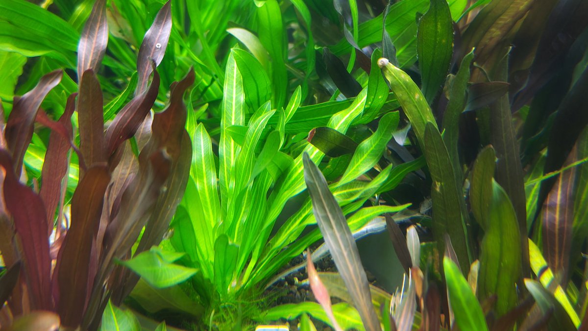 ホレマニー オレンジ ② ホレマニー オレンジ ② エキノドルス・ホレマニーオレンジ