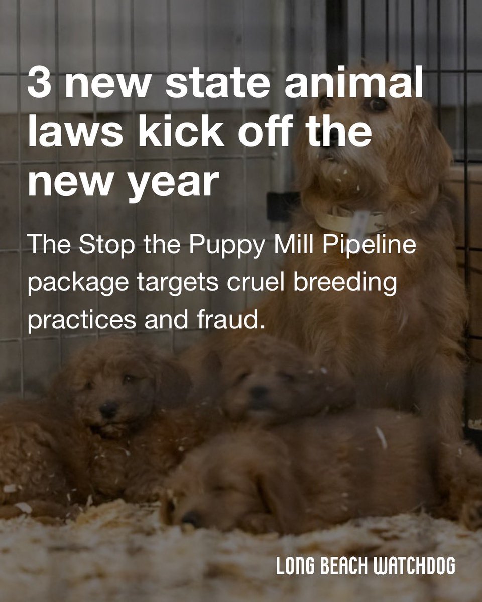 Long Beach Watchdog tweet media