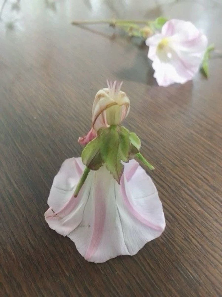 faewings's tweet image. flower princess ✿