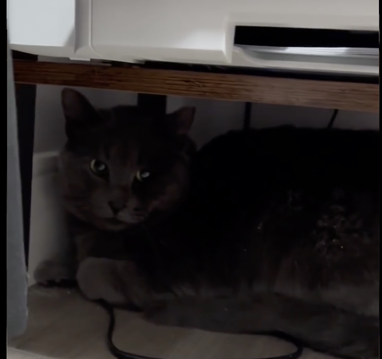 IF IT IS COLD FOR YOU, THEN IT IS COLD FOR THEM. This boy was asking for help in a rural community.Crying and wanting inside. He’s clearly used to being outdoors, but even he knew it was too cold in these temps. He’s confused with his surroundings but at least he’s safe and warm.