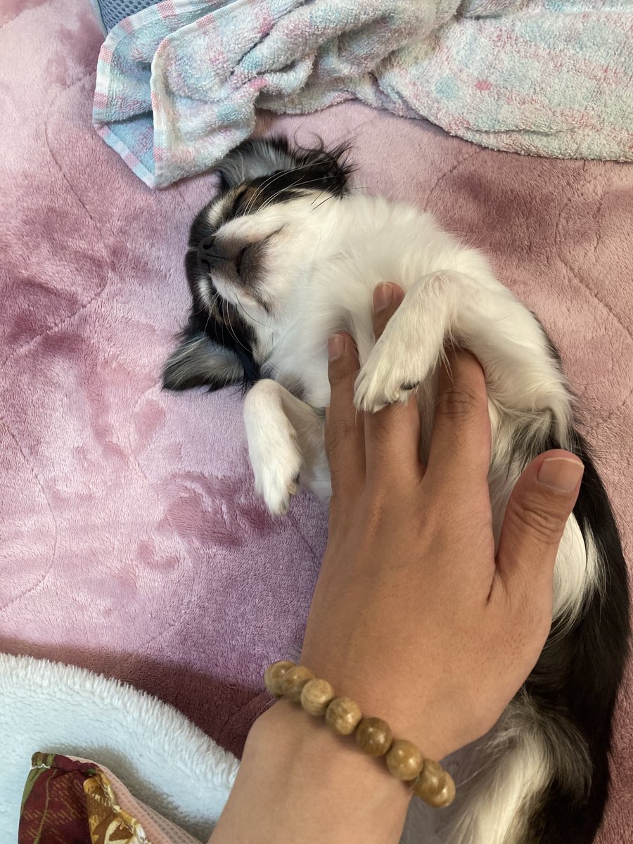 ̗Good morning 🌈ᵕ̈ 朝から「癒しをありがとう」( ∩⁼̴́꒳⁼̴̀