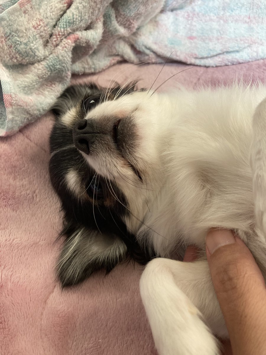 ̗Good morning 🌈ᵕ̈ 朝から「癒しをありがとう」( ∩⁼̴́꒳⁼̴̀