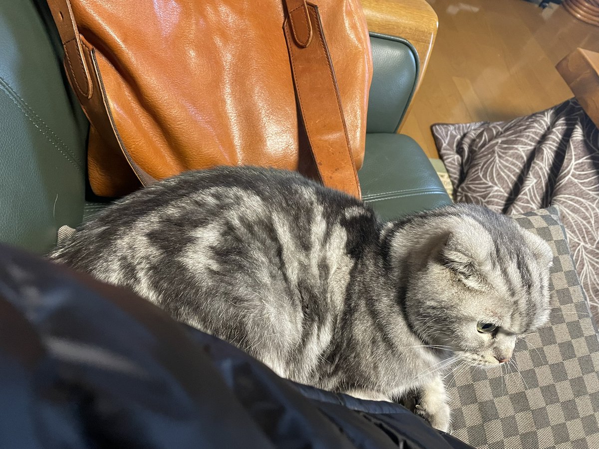 ちょこざい (@Z7ZX001) / Posts / X