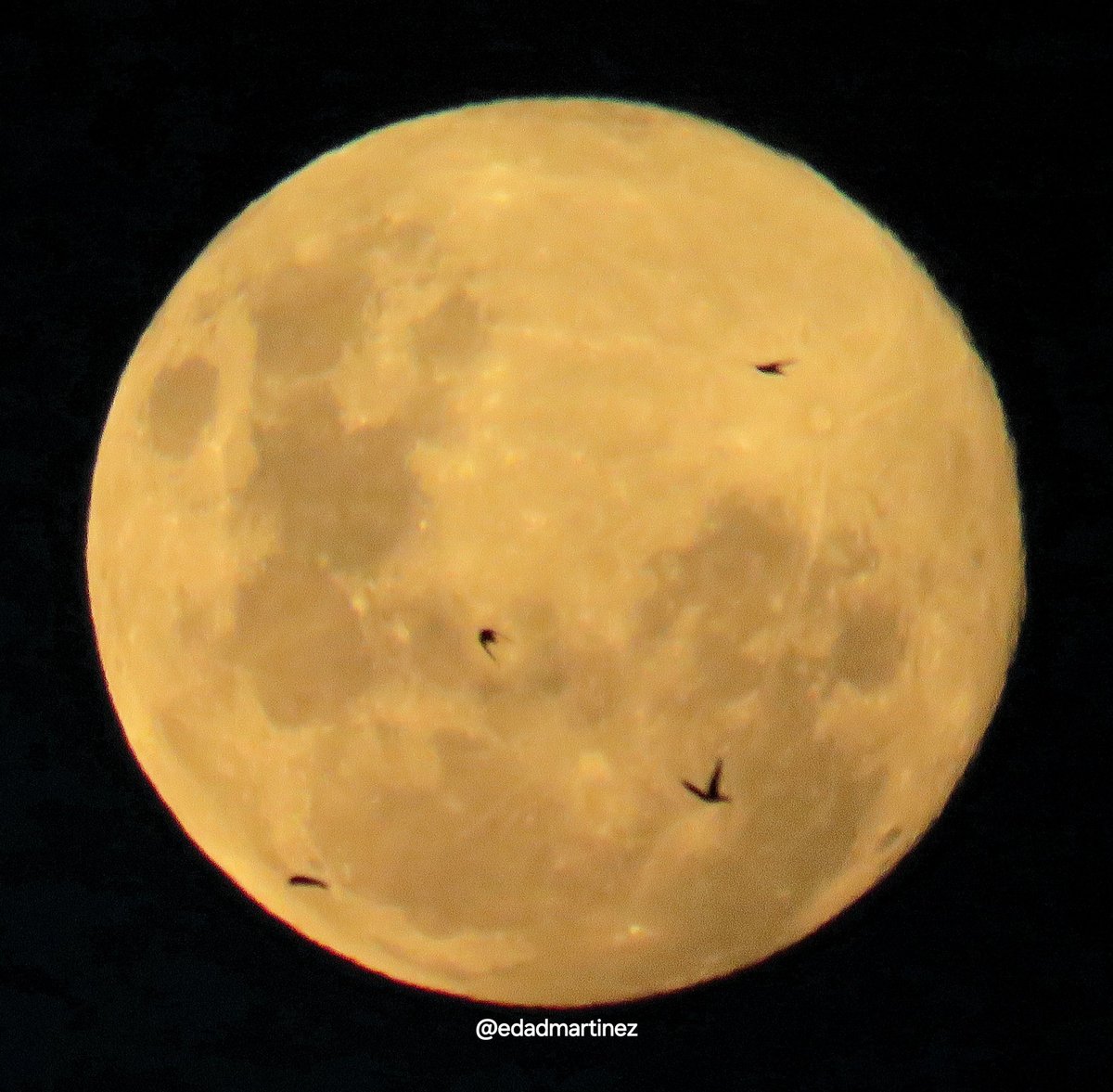 Luna casi llena con cruce de fauna autóctona. #moon #LunaLlena 
<a href="/FenomenosTn/">FenomenosTN</a> <a href="/mati_bertolotti/">Matías Bertolotti</a> <a href="/moonloverxjpg/">La Luna</a> <a href="/planetarioBA/">Planetario Galileo Galilei</a>