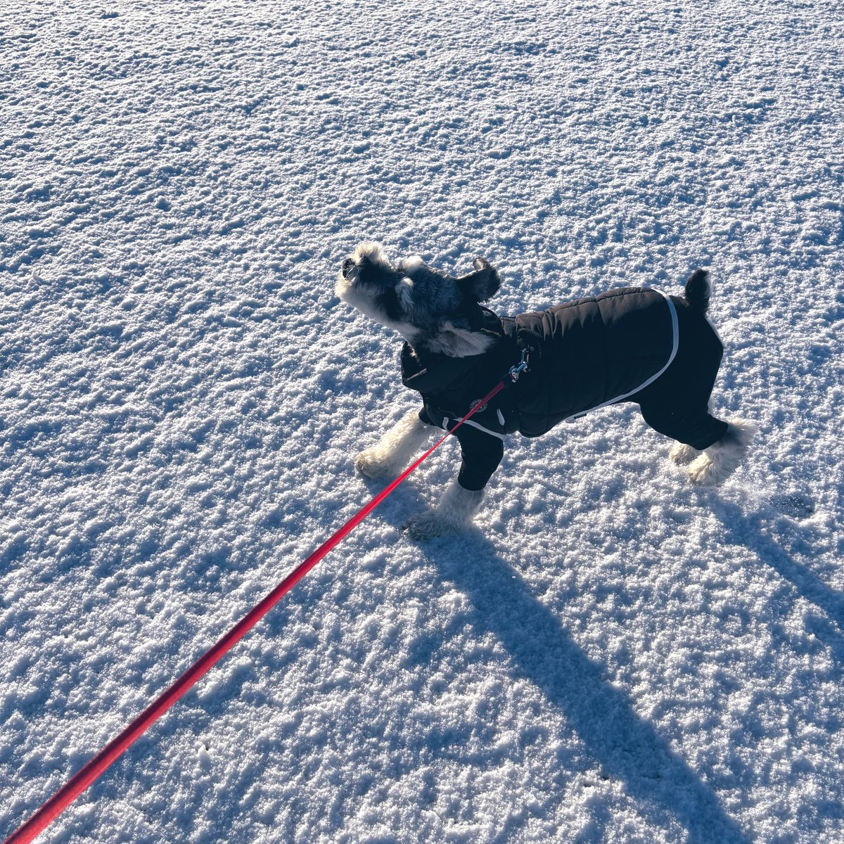 麻🐕コミックス詐騎士15巻発売！ tweet media