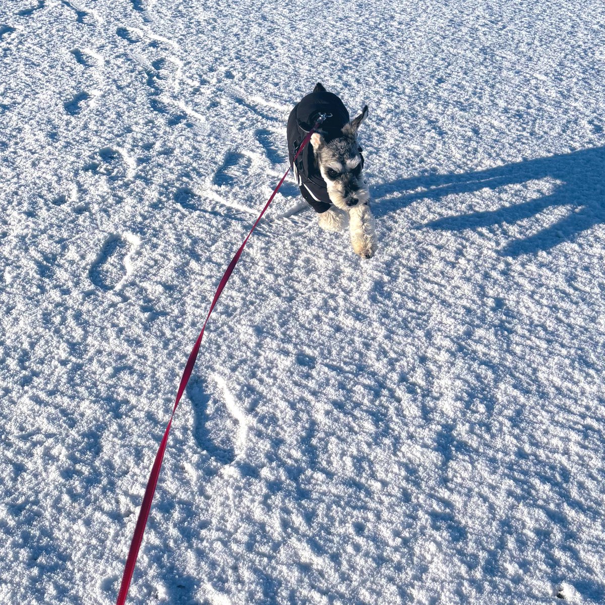 麻🐕コミックス詐騎士15巻発売！ tweet media