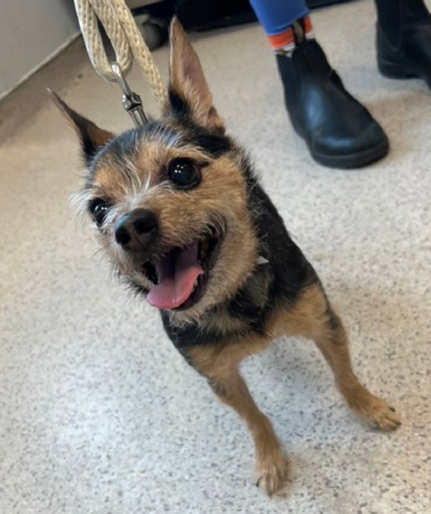 Little Paws NYC tweet media