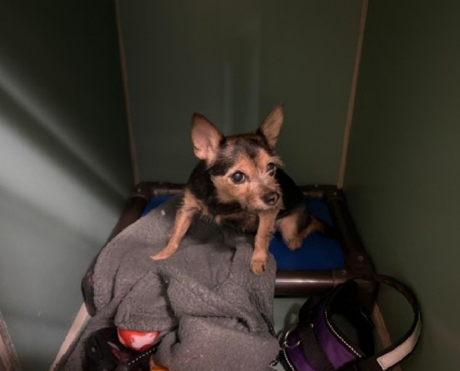 Little Paws NYC tweet media