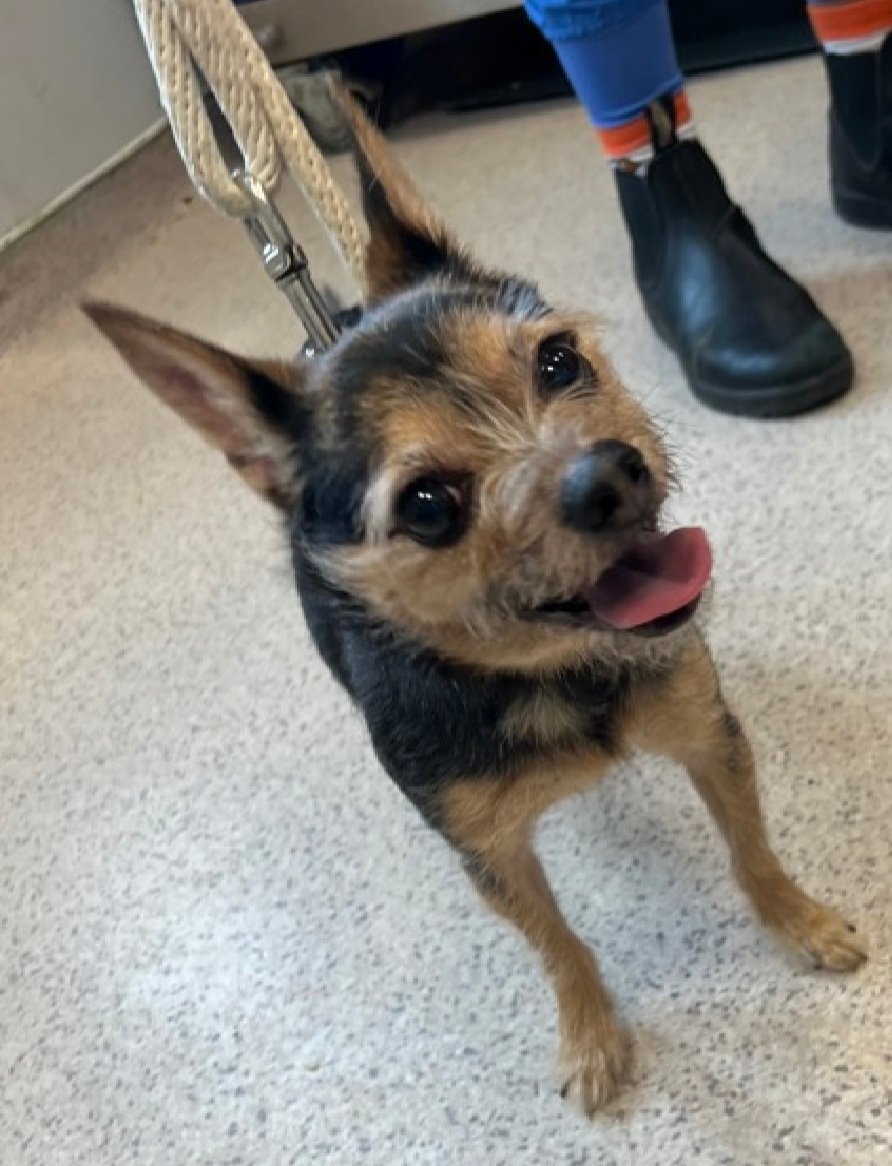 Little Paws NYC tweet media