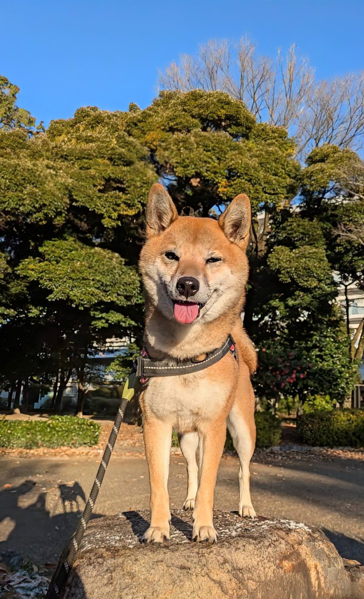 ⭐︎シバ⭐︎ 柴犬メイ (@siba883) / Posts / X