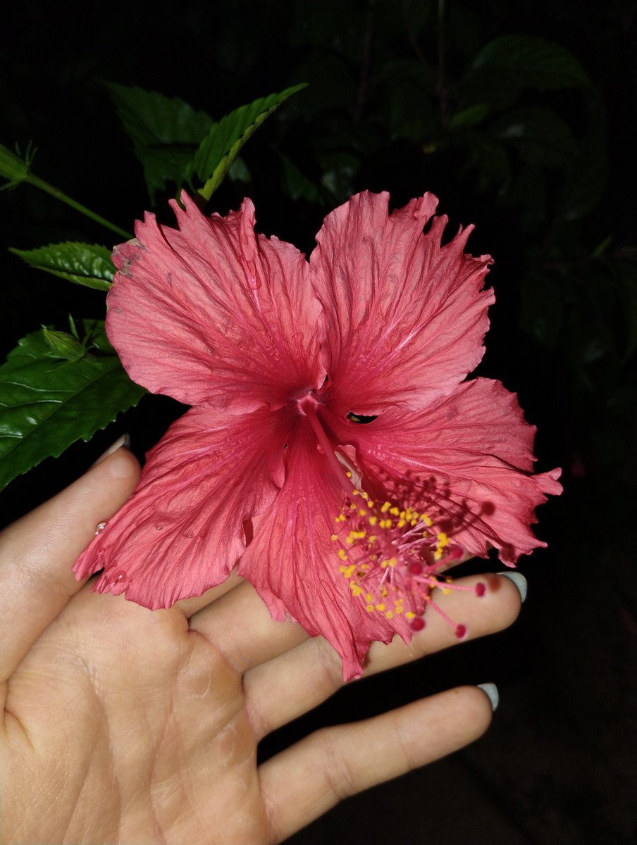 falsosdeuses's tweet photo. Hibisco https://t.co/6nvtxU20Pu