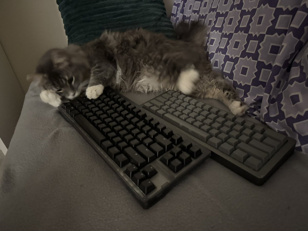 MissAnalyzer's tweet image. 😼