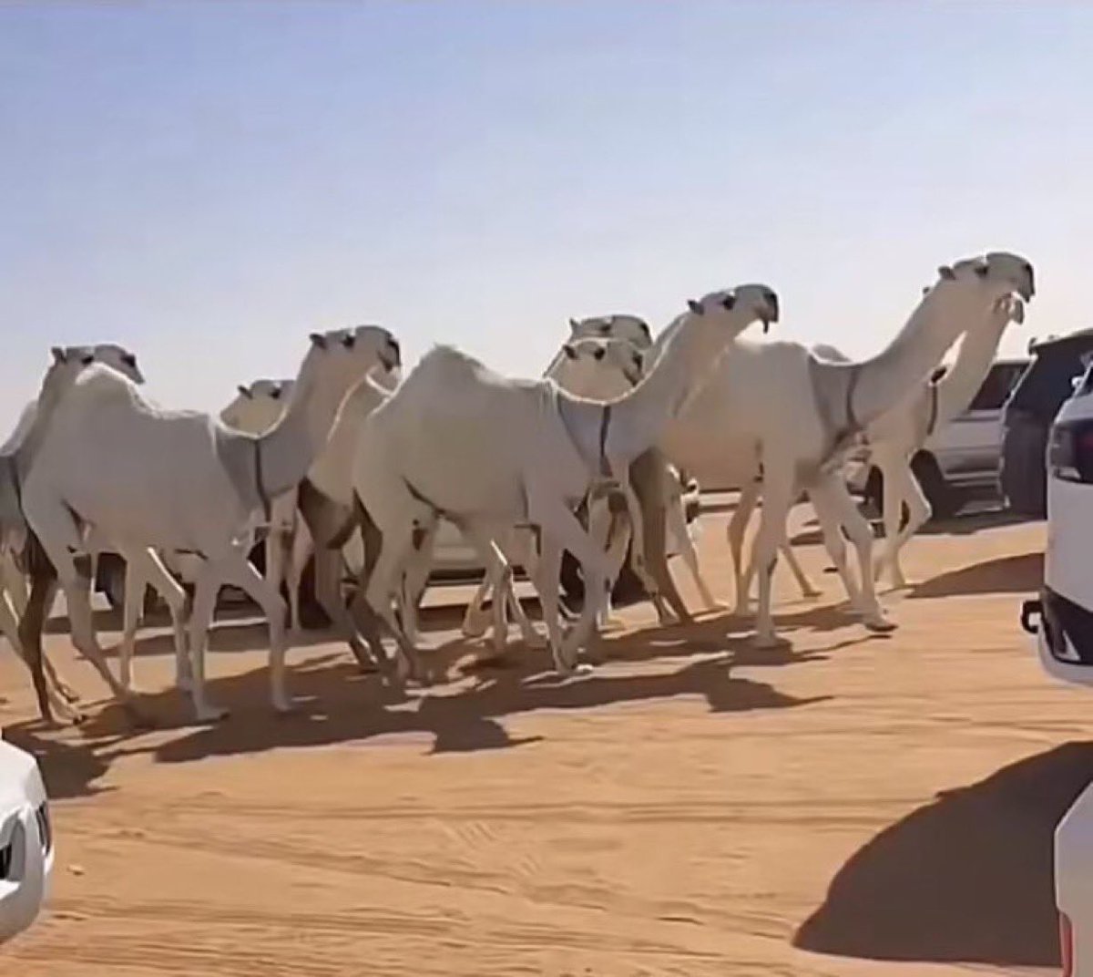 أبو خشيم الأول و الي ماهو عاجبه يبلط المستوي مع الدبدبة .