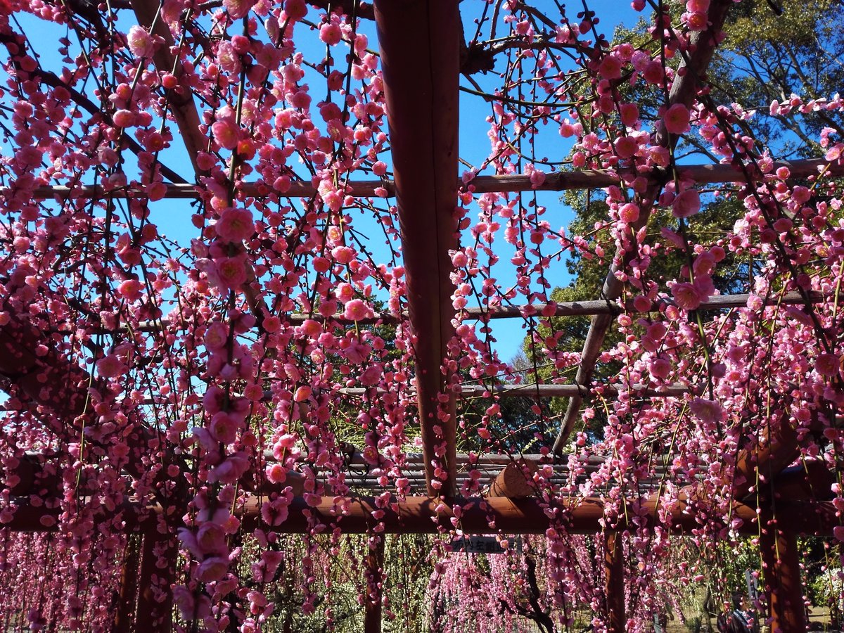 三重県津市 結城神社のしだれ梅
blog.livedoor.jp/denenlifemind/…
#TLを花でいっぱいにしよう　#キリトリセカイ　#花が好き