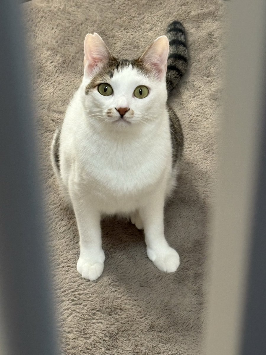 長女のとこの猫