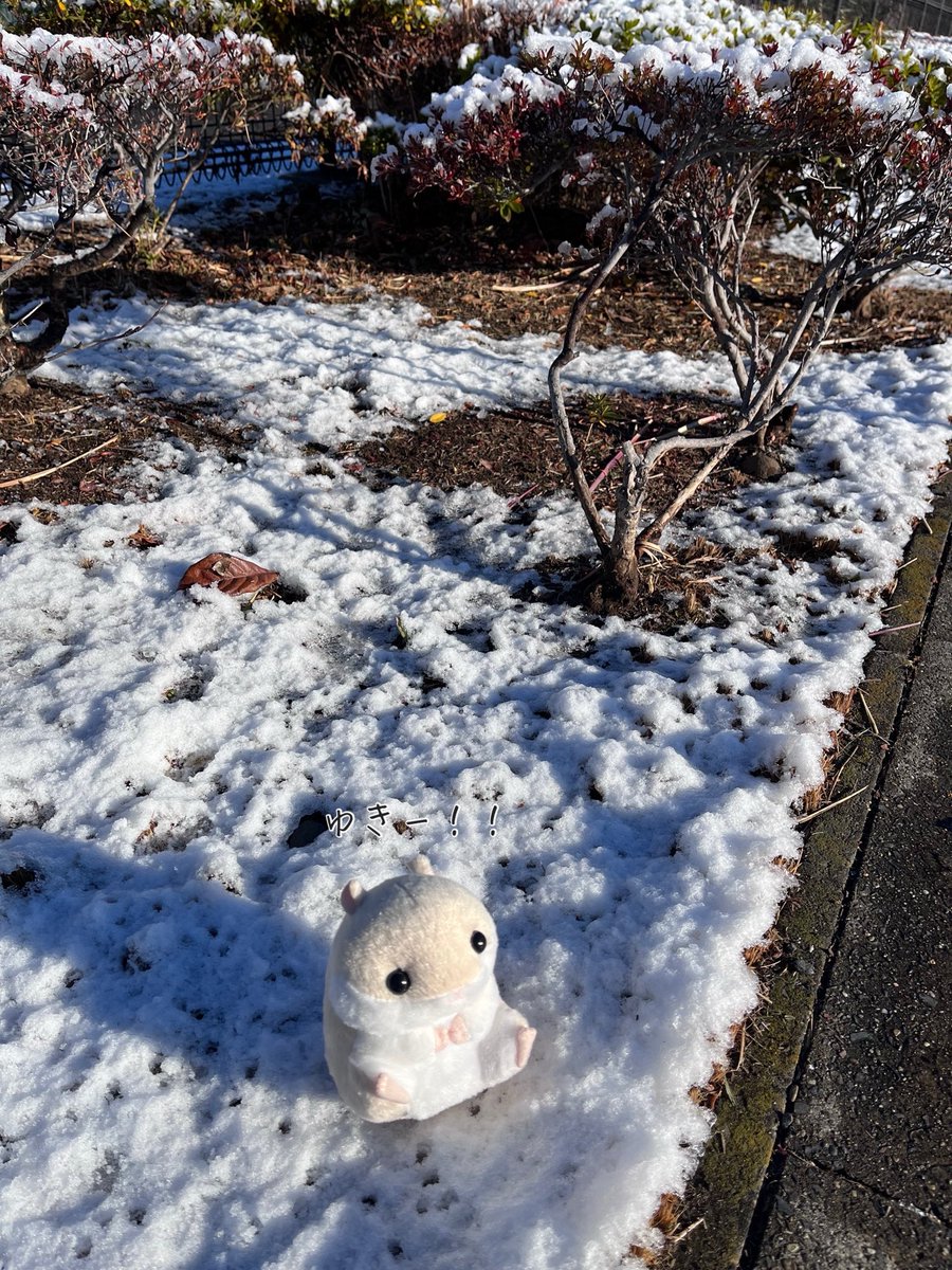 はむまる (@hamumaru_86) / Posts / X